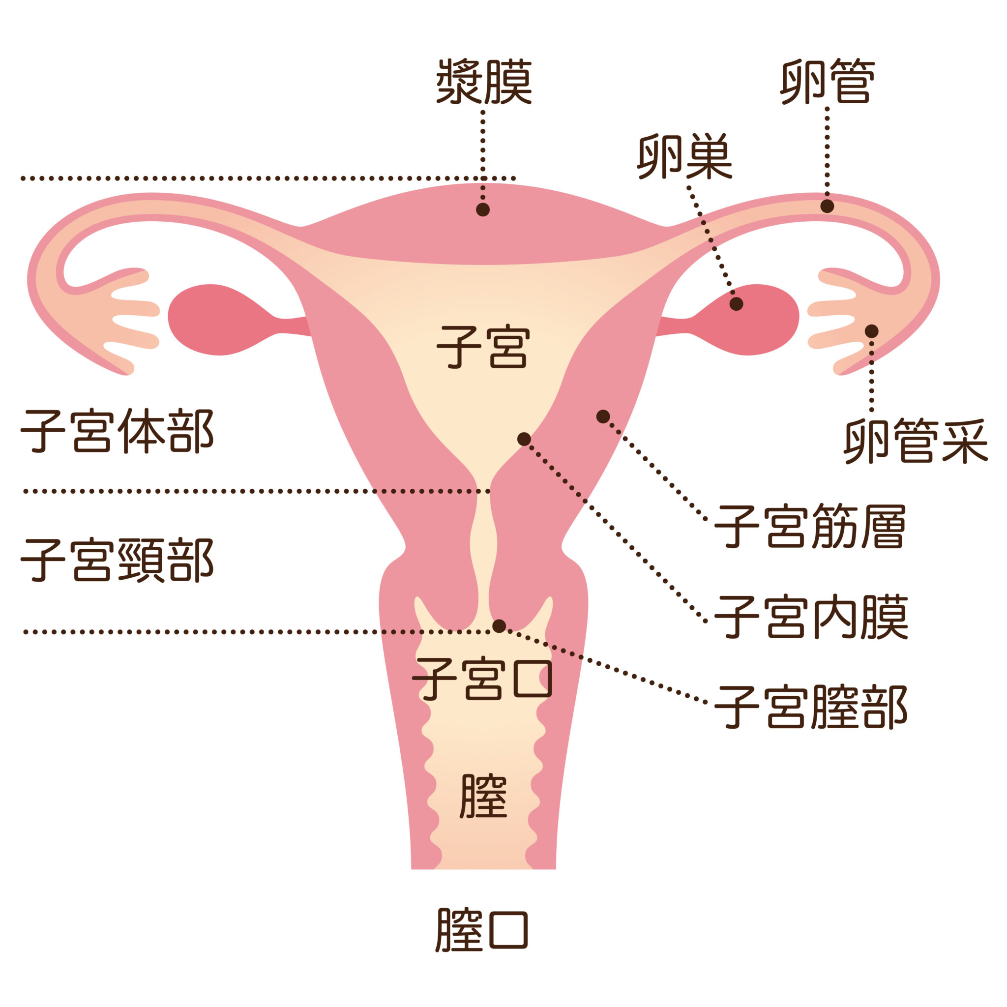 子宮筋腫、子宮内膜症、子宮腺筋症、卵巣のう腫などの定期検診｜文京ガーデン女性クリニック 後楽園 春日の産科・婦人科